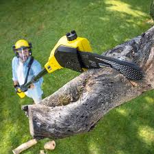 Best Palm Tree Trimming  in Thousand Oaks, CA