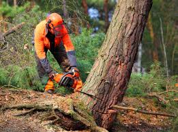 Best Hazardous Tree Removal  in Thousand Oaks, CA