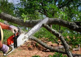 How Our Tree Care Process Works  in  Thousand Oaks, CA